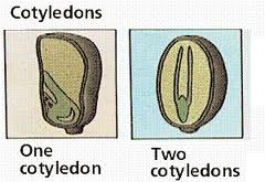 Cotyledon