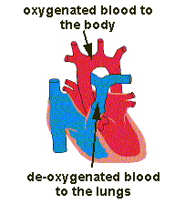 Oxygenated blood