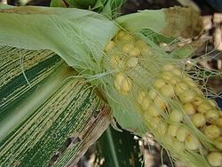 Maize streak virus