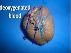 Deoxygenated blood to the heart