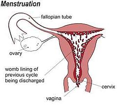 Fucking During Menstruation 18