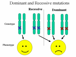what is an example of a recessive trait