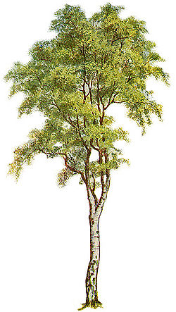 Tree - SignWiki
