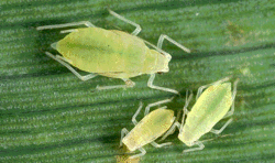 Mealy bugs