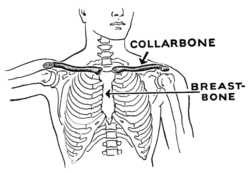 Collar bone