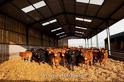 Cattle shed