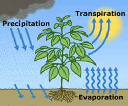 Transpiration - SignWiki water cycle diagram quiz printable 