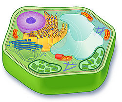 Plant cell - SignWiki
