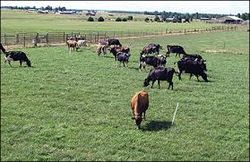 Enclosed grazing system