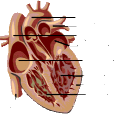 Left ventricle