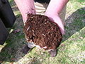 220px-Compost-dirt.jpg