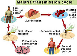 Malaria transmission circle