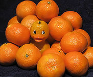 Orange-FUZ-duck.jpg